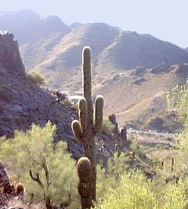 cactus.jpg (21768 bytes)