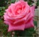 rose_th.jpg (2380 bytes)